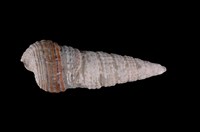 藏品(栓海蜷)的圖片